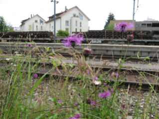 Auch auf der Bahnlinie zwischen Affoltern und Seebach gibt es schutzwürdige Flächen.